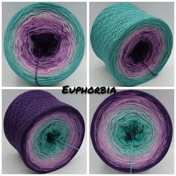 (ab 0,011€/Meter) Euphorbia